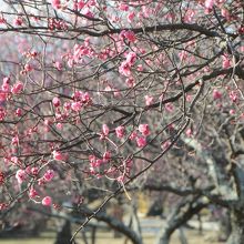 梅津寺公園の梅林