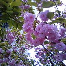 NU茶屋町横で綺麗な桜をみつけました♪