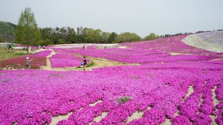 芝桜が一番人気