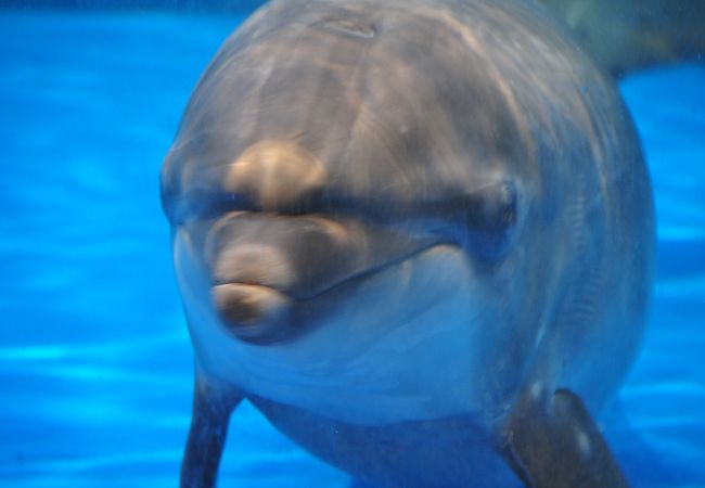 京都水族館 クチコミ アクセス 営業時間 京都駅周辺 フォートラベル 京都水族館 クチコミ アクセス 営業時間 京都駅周辺 フォートラベル