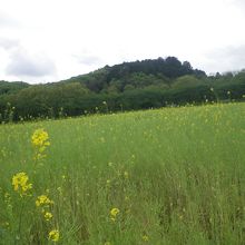 手前は菜の花畑、奥は桜並木