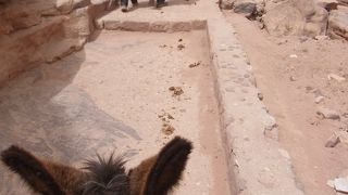 怖い？でも、やっぱりロバがおすすめ。