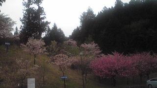 花がきれいです