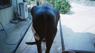 日本最大規模のサンゴ礁に囲まれた島