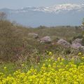 花見山は周辺もきれい