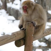 地球温暖化？温泉の外の方が賑やか！！