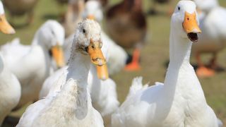 動物イベント満載の牧場