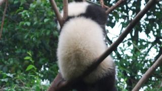 成都に来たらパンダを見なくちゃ