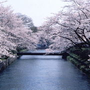 羽村の堰の桜は見事です