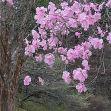 可憐なアカヤシオツツジ