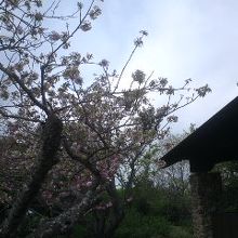 トイレや桜の木も良い感じです