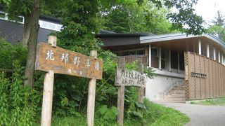 運が良ければ可愛いエゾリスに出会えるかもしれません