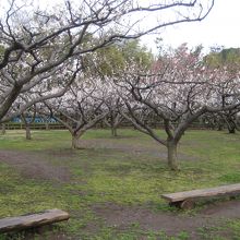 市川市動植物園の梅園