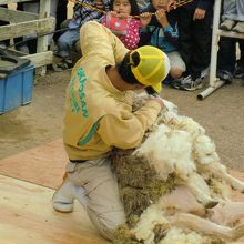 毛刈りパフォーマンス