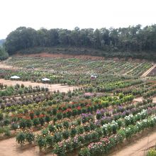 世羅高原農場のダリア園