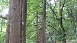 深い森の中に迷い込んだような素敵な錯覚を味わうことができます