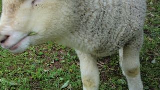 ひつじとたわむれる六甲山牧場　春にいけば動物の子供が見られます