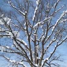 雪をかぶったハルニレ