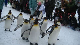 冬の旭川旭山動物園は計画的な訪問がお薦めです
