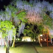 只今満開、藤祭り開催中、午後9時までライトアップされています。夕闇に浮かぶ藤の花はまさに幽幻の世界、是非堪能して下さい。