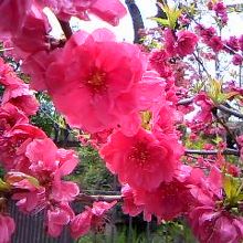 難波神社内にて綺麗に咲いていたのでパチリ