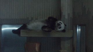 パンダがいます。