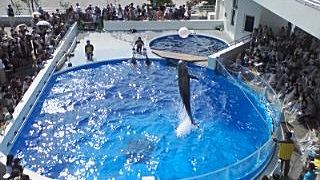 イルカと遊べる水族館