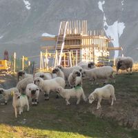 羊たちもそこかしこに。