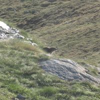 運よくマーモットにも出会えました。