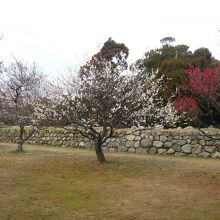 松坂城跡の梅園