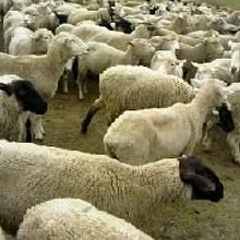羊に囲まれ・・・