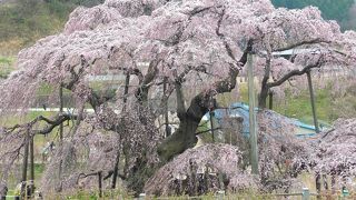 時期が難しいかったです。