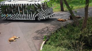 ライオンバスが楽しいです。