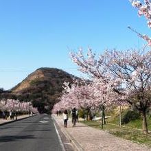 ４月14日散り行く桜の写真です。