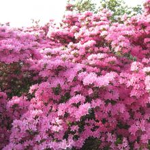 つつじがとてもきれいでした。