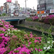 ツツジの季節には、寝屋川市駅でちょっと途中下車してみよう！