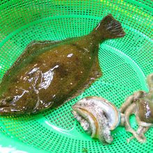 ひらめ、あわび、たこ