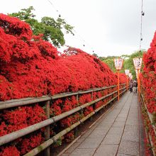 高さ２．５ｍ位の霧島つつじの壁