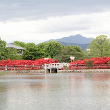 遠くに愛宕山の借景が