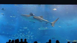 迫力のジンベイザメ