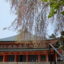 枝垂れ桜と阿弥陀堂