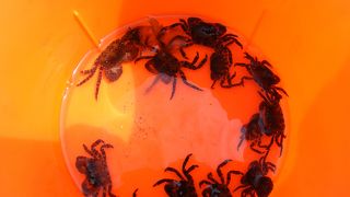 水がきれいな海岸