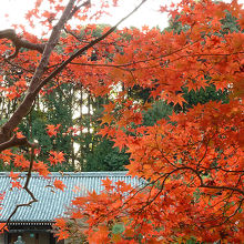 真っ赤に染まったもみじ