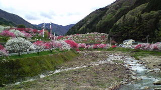 しあわせ気分の花桃の里
