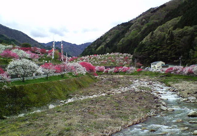 しあわせ気分の花桃の里