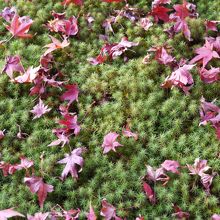 宝筐院のモミジ