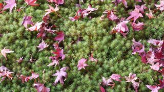 南北朝時代の英雄が眠るもみじの名所