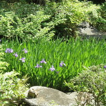 燕子花が少し咲きかけていました。