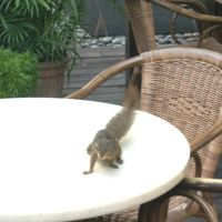 朝食会場　このリスが１００％の確立で来ます（笑）