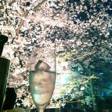 店内よりカウンター越しの外の夜桜の眺め